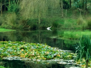 Pond at Viviana's Healing Canter in Chile .png